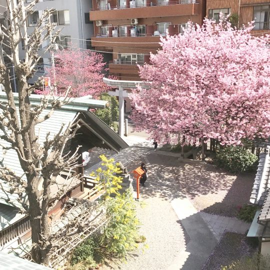 蔵前神社 桜満開！